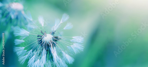 Beautiful closeup of blowball dandelion in nature in spring summer morning, with bokeh and blue turquoise green background banner panorama