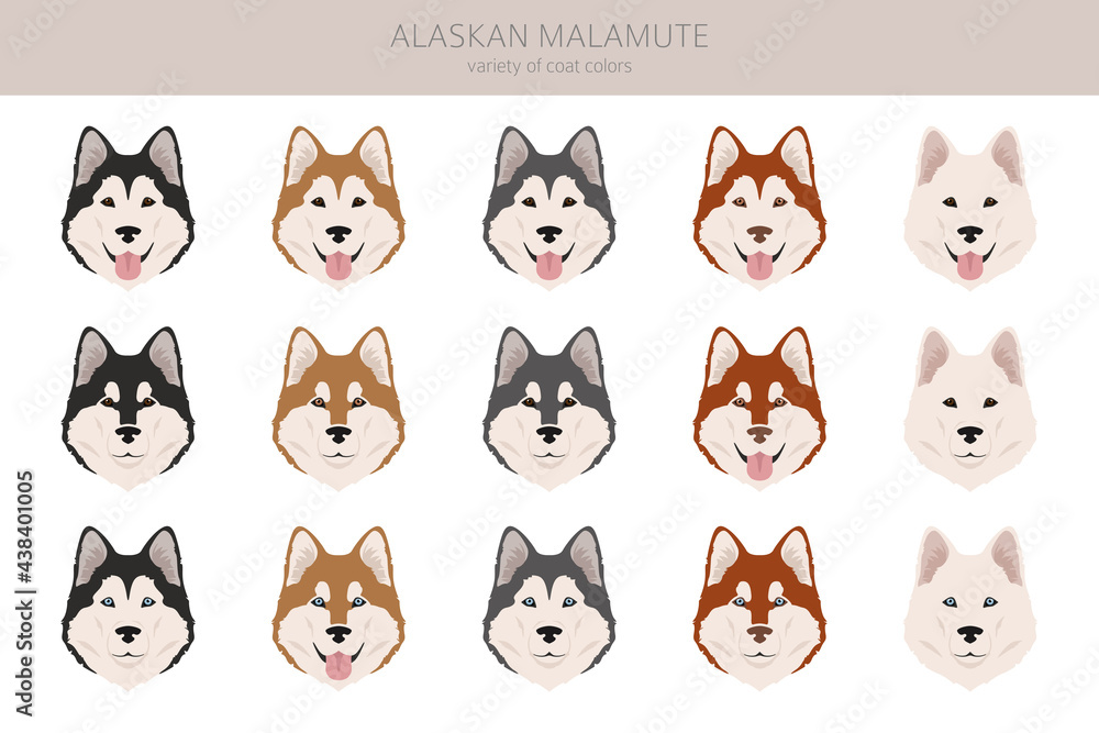 Alaskan malamute all colours clipart. Different coat colors and poses set Alaskan malamute all colours clipart. Different coat colors and poses set