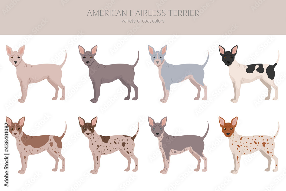 American hairless terrier all colours clipart. Different coat colors and poses set.