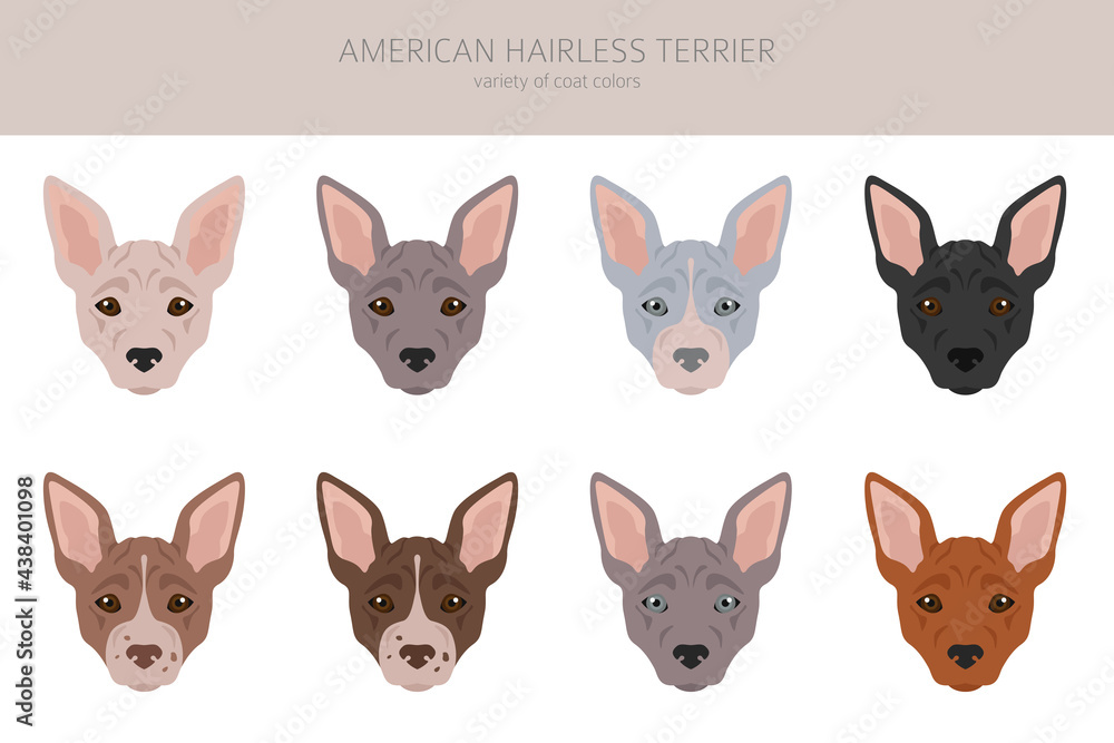 American hairless terrier all colours clipart. Different coat colors and poses set.