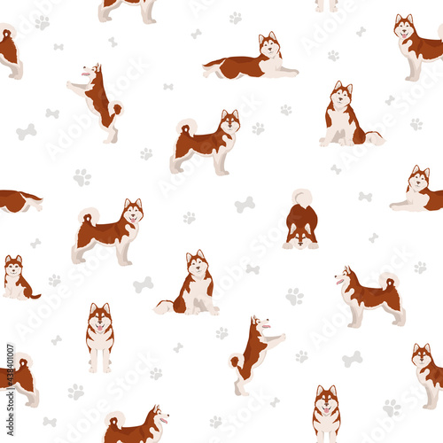 Alaskan malamute all colours seamless pattern. Different coat colors and poses set