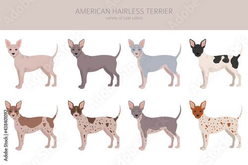 American hairless terrier all colours clipart. Different coat colors and poses set.