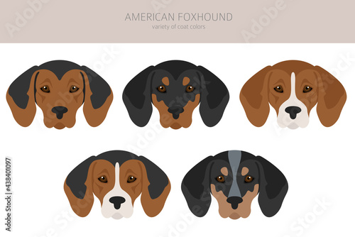 American foxhound all colours clipart. Different coat colors set. © a7880ss
