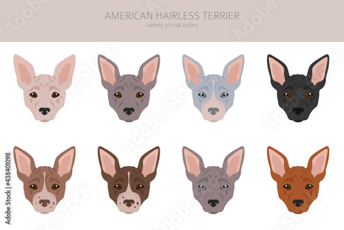 American hairless terrier all colours clipart. Different coat colors and poses set.