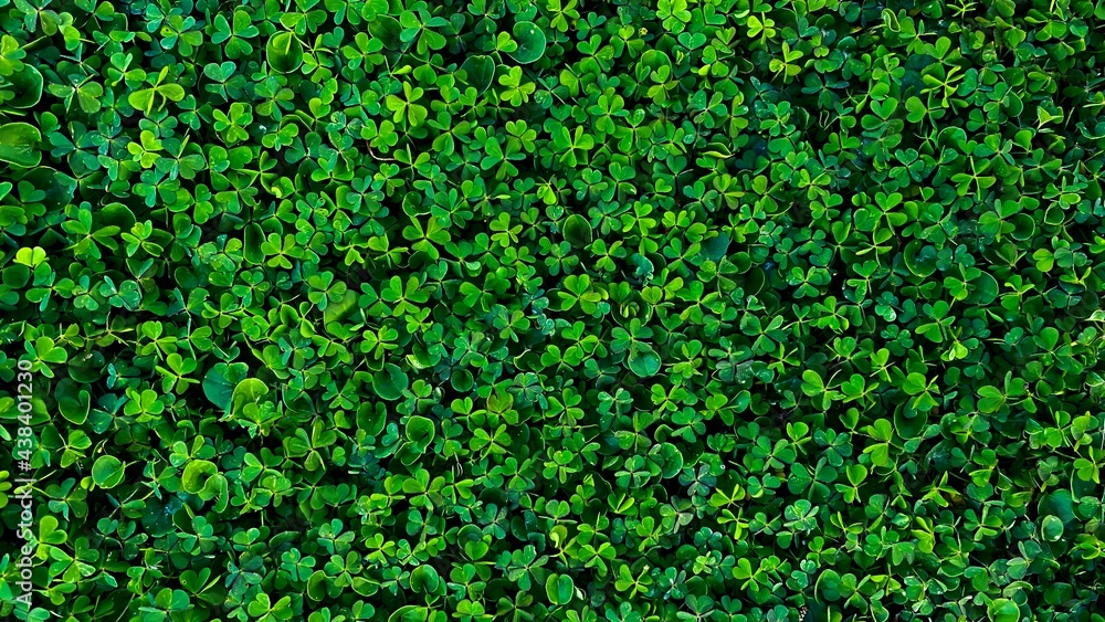 Green clover background. Clover lawn. Top view, copy space, wallpaper. Background for St. Patrick's Day. Natural natural background. Green clover background. Clover lawn. Top view, copy space, wallpaper. Background for St. Patrick's Day. Natural natural background.