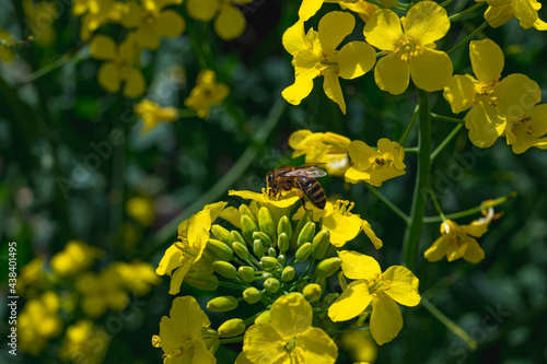 Honeybee collecting pollen nectar on yellow rape colza flower. Vivid colors of bloom in summer. Amazing animals insects working hard to make honey. Macro photography.