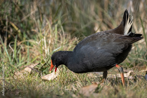 Moorhen searching for food.