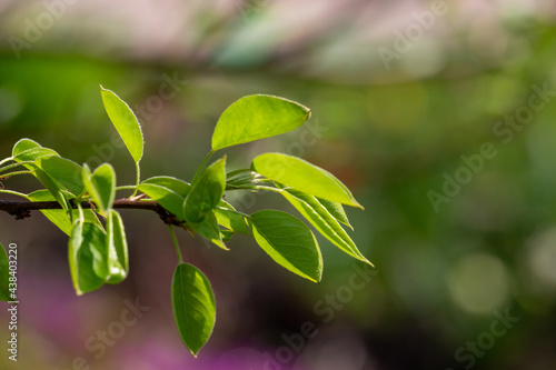 Luscious green leaves of a pear tree on a sunny day macro photography. Fresh leaves of an apple tree on a branch in sunlight in the summer сlose-up photo. photo