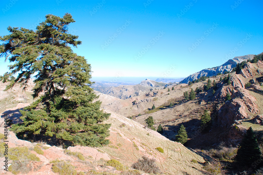 ABIES PINSAPO, ABETO ESPAÑOL