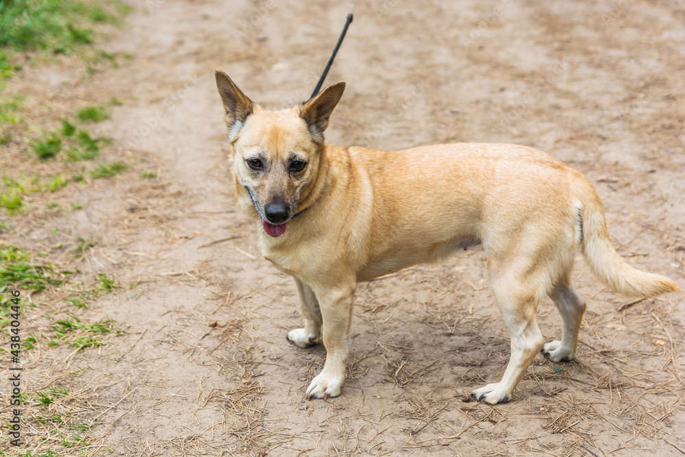 A small light brown dog with large ears on a leash stands on a forest path