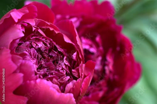 Fototapeta Naklejka Na Ścianę i Meble -  Rouge peony flower closeup, peonies floral background.