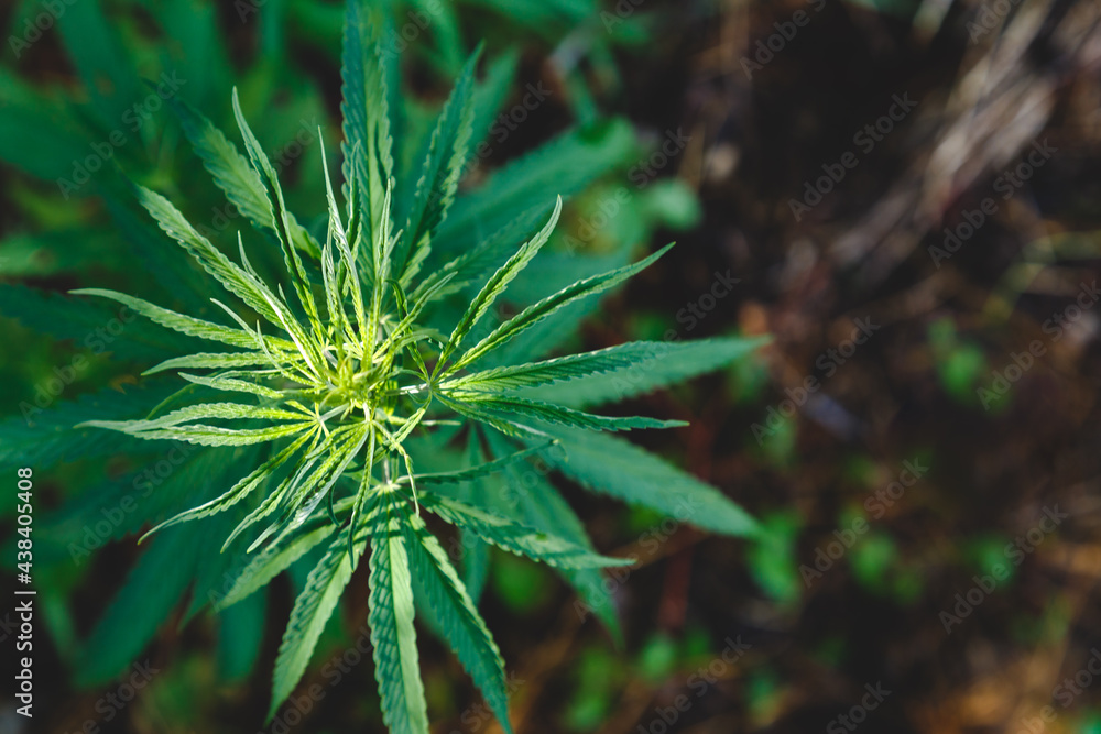 Cannabis plant on dark background outside. Weep hemp leaves in nature. Medical marijuana bush growth in garden. Copy space Top view Cannabis plant on dark background outside. Weep hemp leaves in nature. Medical marijuana bush growth in garden. Copy space Top view