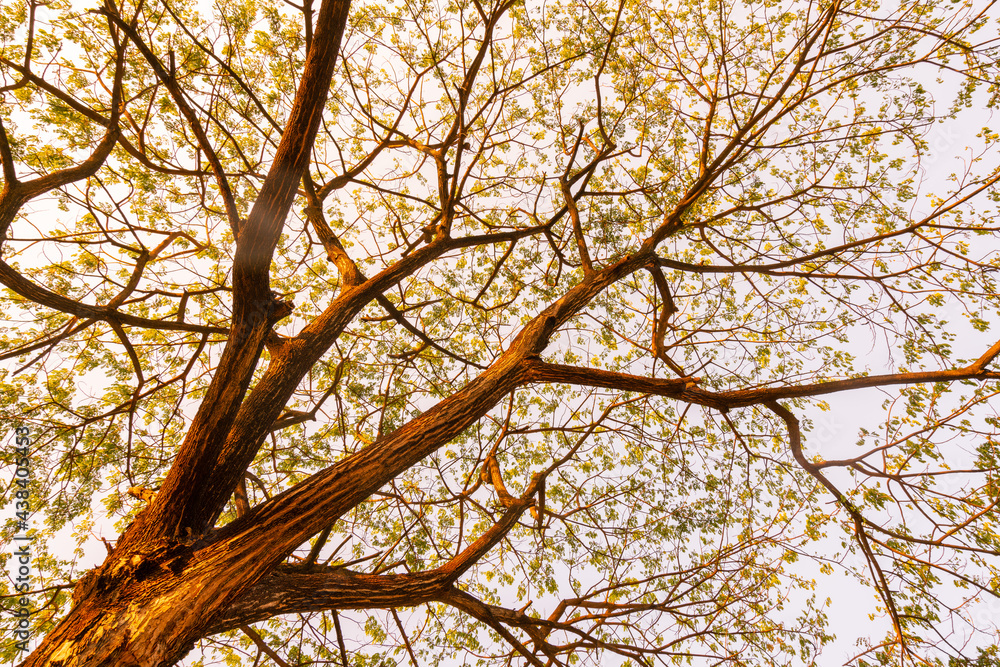 Fototapeta premium Yellow tree or background for spring and summer season.