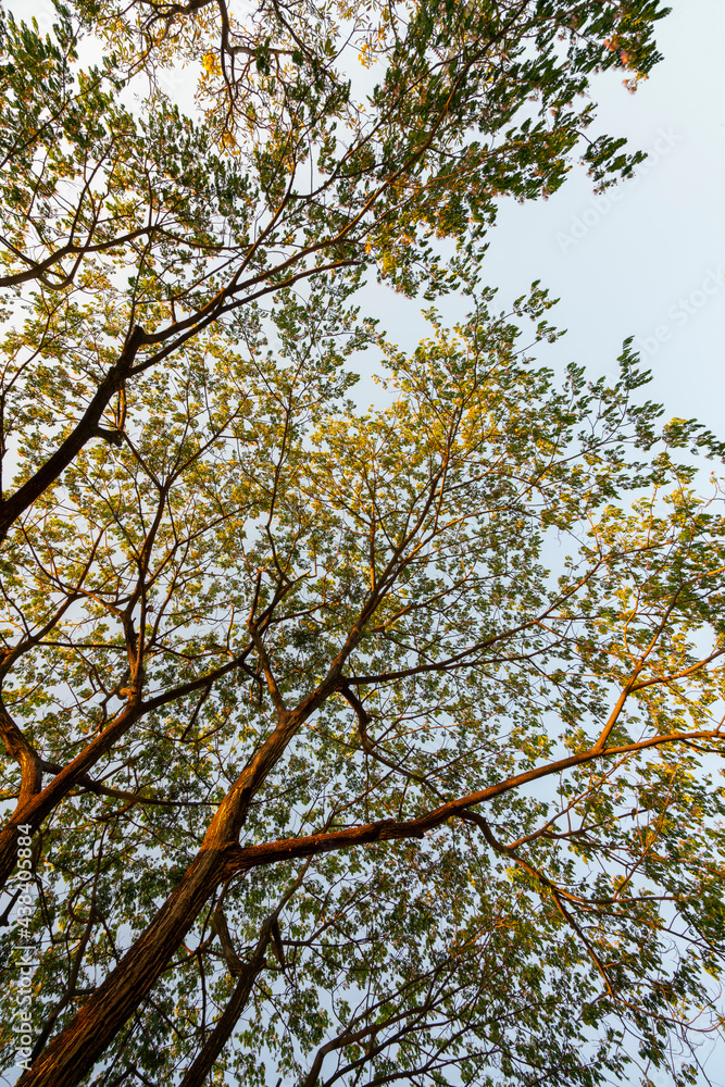 background leaf green trees nature sunrise and sunshine. background leaf green trees nature sunrise and sunshine.