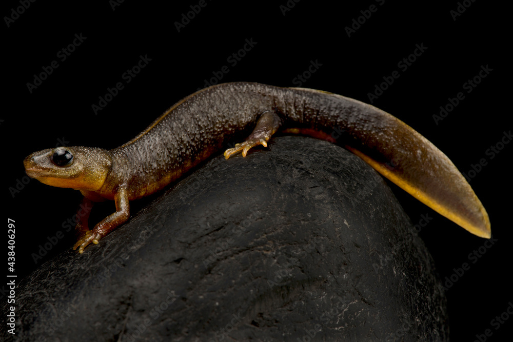 Fototapeta premium Italian crested newt (Triturus carnifex) melanistic