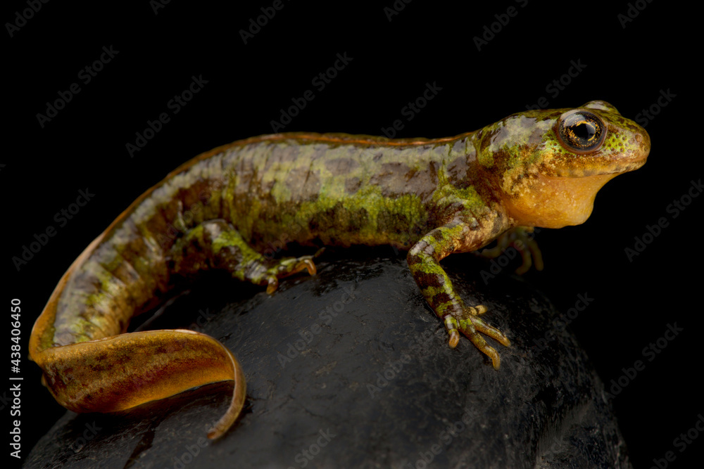 Obraz premium Pygmy marbled newt (Triturus pygmaeus)