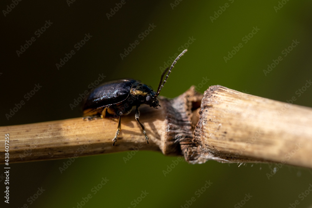 Macro of a Beetle on a twig Macro of a Beetle on a twig