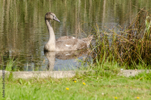 Young swan with grey plumage swimming on the lake in summer.