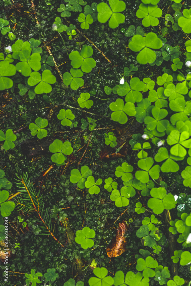 Obraz premium Moss in Carpathian forest