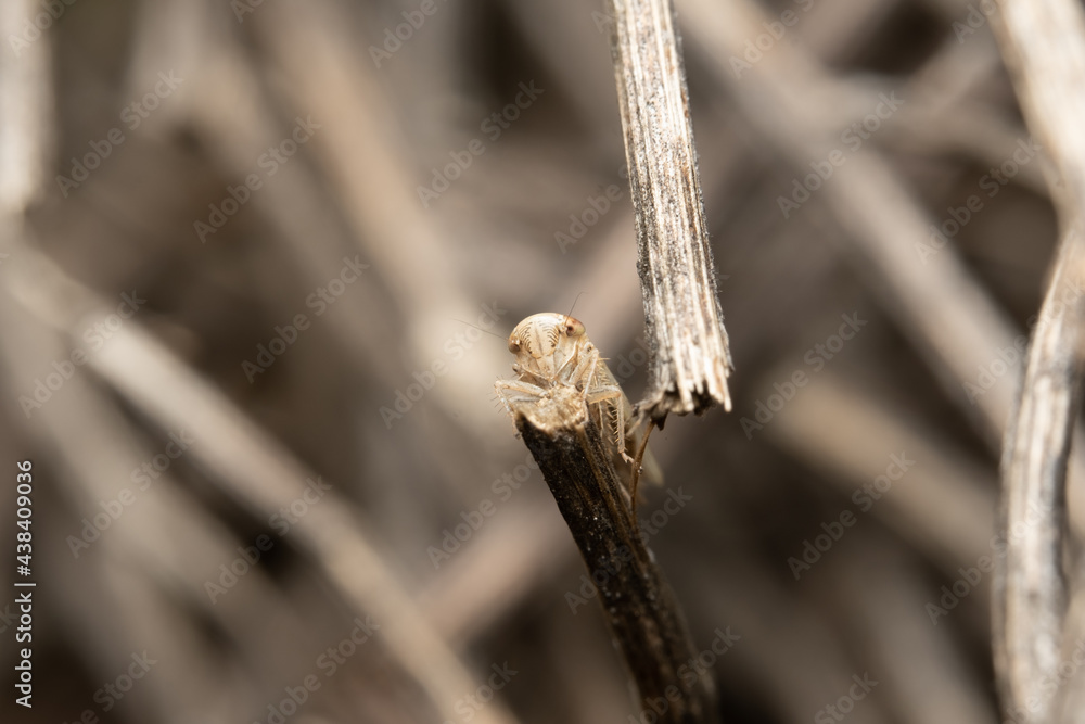 Hopper on grass Hopper on grass