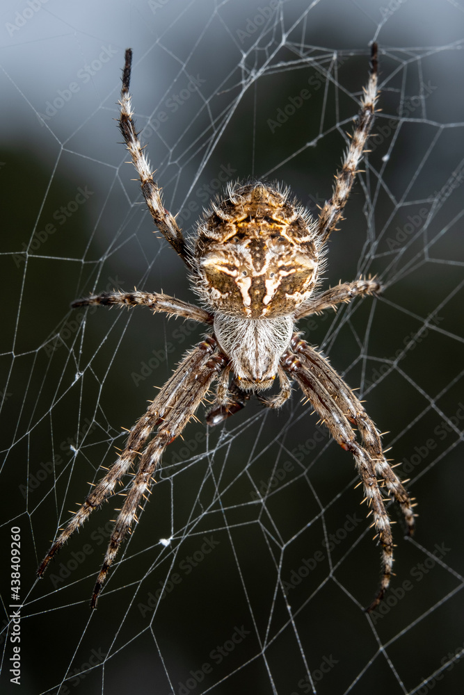 spider on the web spider on the web