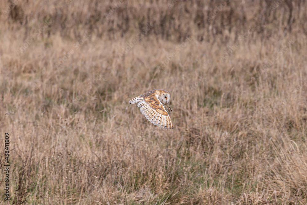 Barn owl hunting Barn owl hunting