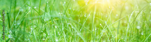 Juicy green grass on meadow with drops of water dew in morning light in spring summer outdoors close-up macro, panorama background Banner. Artistic image of purity and freshness of nature