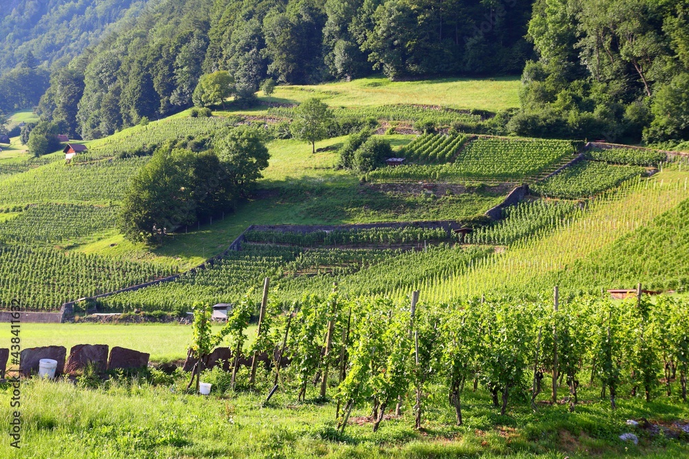 Vineyard in Canton St. Gallen, Switzerland