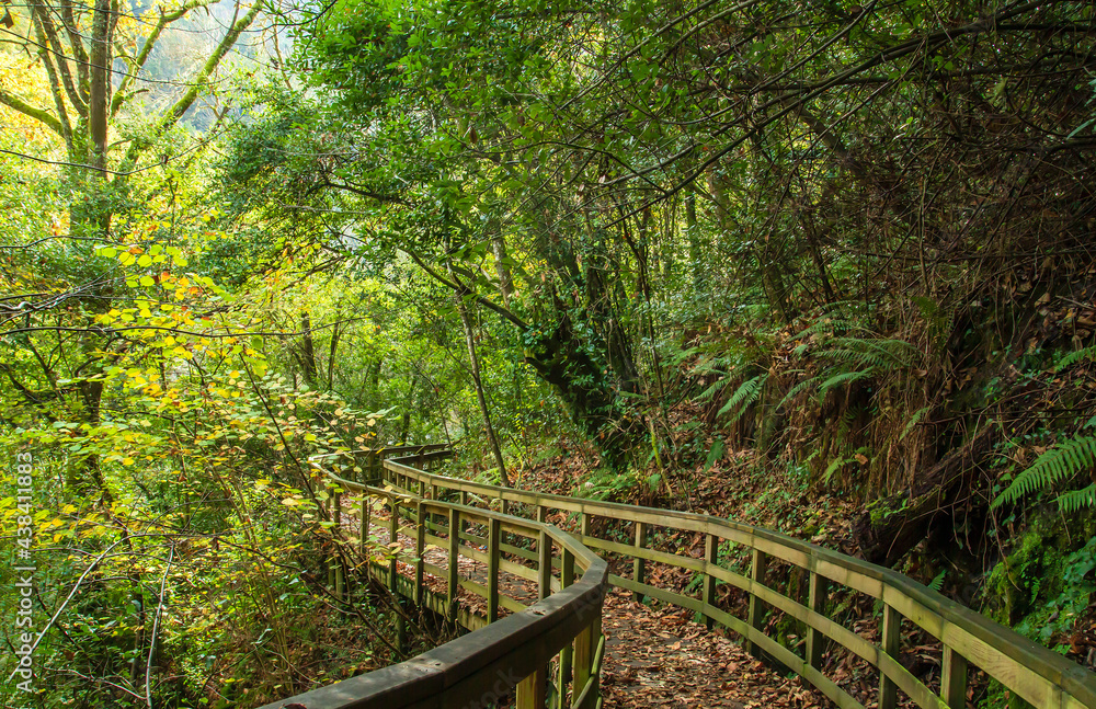 Obraz premium Footbridge in the forest