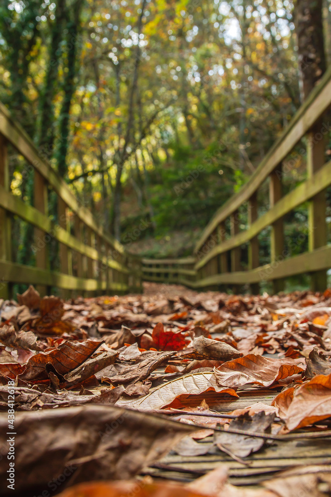 Fallen leaves in forest footbridge Fallen leaves in forest footbridge