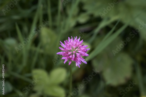 Clover Flower on a green background.