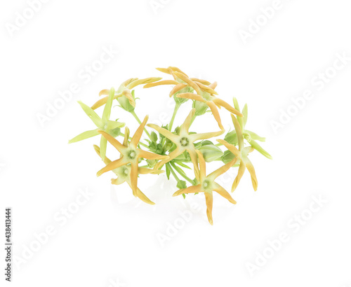 Cowslip creeper flower isolated on white background