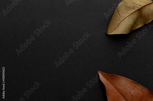 Dried leafs and copy space on black background