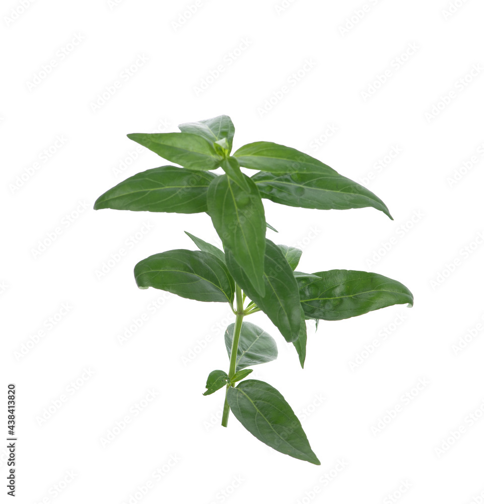 Andrographis paniculata isolated on white background Andrographis paniculata isolated on white background