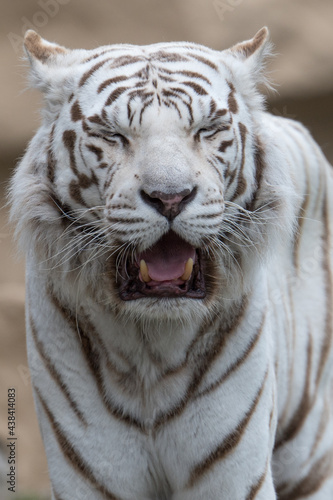 Fototapeta Naklejka Na Ścianę i Meble -  Weisser Tiger in einem Tierpark

