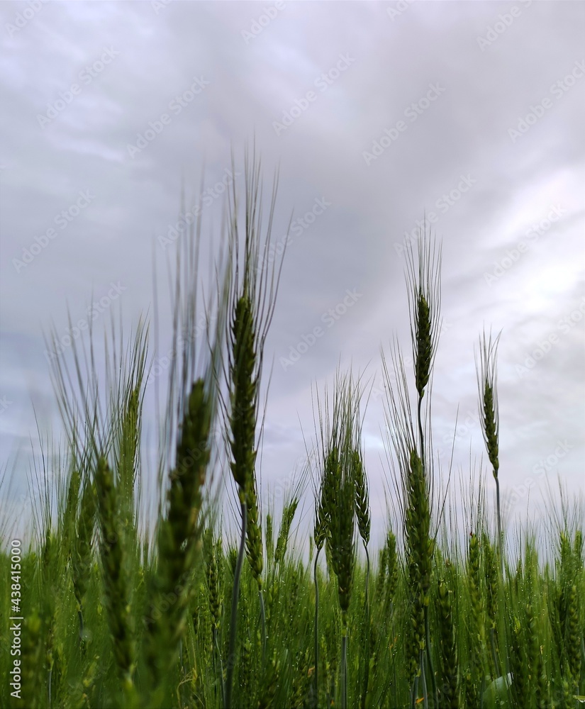 field of wheat field of wheat