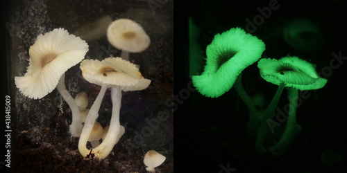 Photos luminous mushroom ( green pepe)  fungus bed cultivation  in terrarium at home