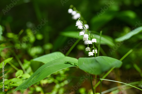 White bells of lily of the valley flowers in the forest