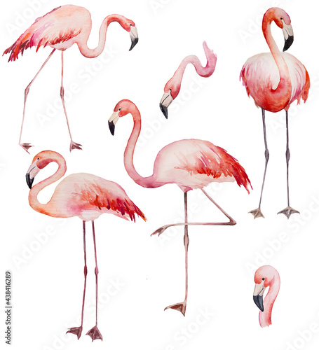 Watercolor pink flamingoes isolated illustration