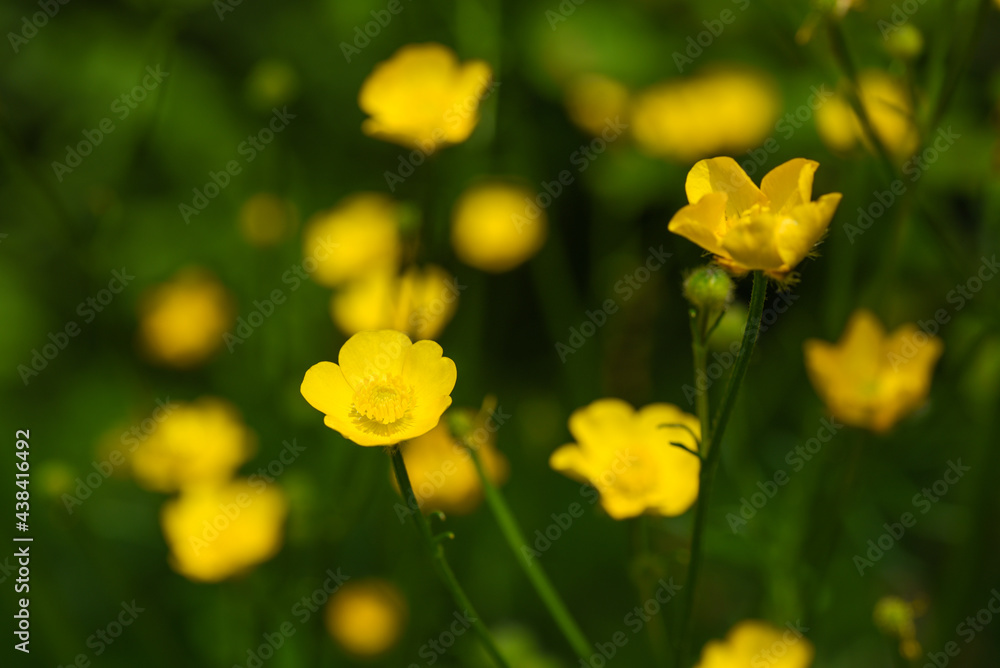 Summer bright yellow wildflowers in the field Summer bright yellow wildflowers in the field