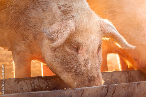 A pink pig eating corn out of a trough on a remote cattle station in Northern Territory, Australia, at sunrise. photo