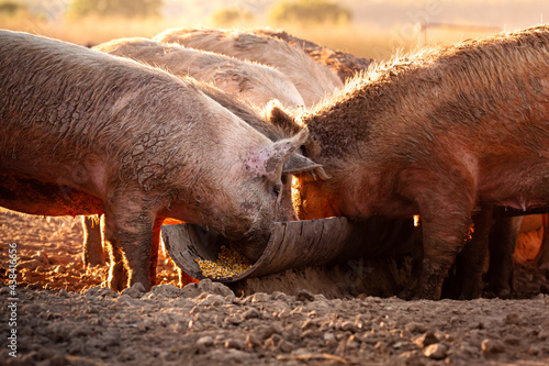 Pink pigs eating corn out of a trough on a remote cattle station in Northern Territory, Australia, at sunrise. photo