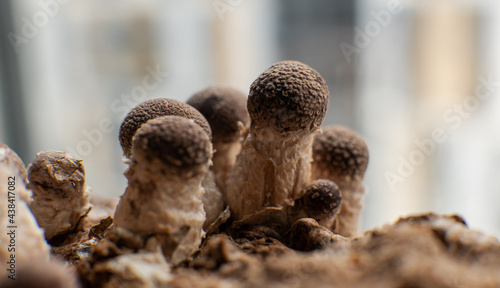 Growing Shiitake Mushrooms at Home.. © contentdealer