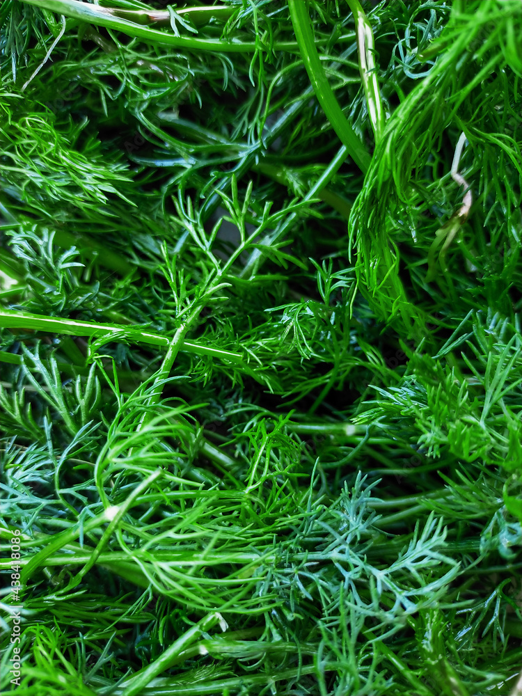 Fresh green dill just plucked from the garden, washed with water. Fresh green dill just plucked from the garden, washed with water.