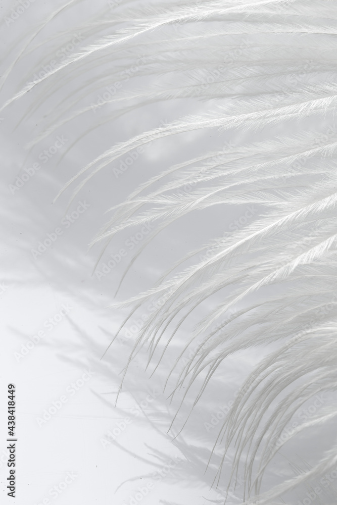 Obraz premium White feathers on a white background