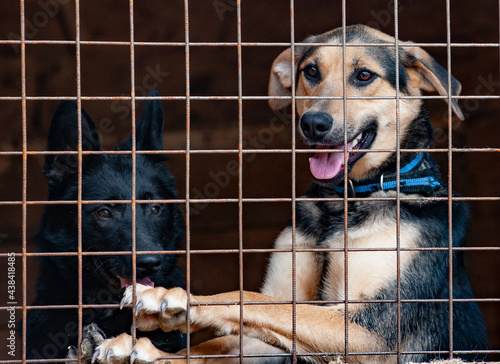 Stray dogs in shelter waiti...