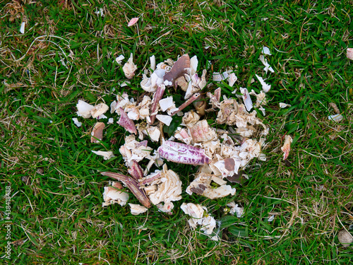 Regurgitated, indigestible shell and other fragments left by a sea bird on the coastal cliffs north of Collaster, Unst, Shetland, UK.