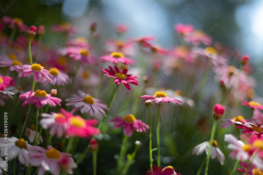 flowers in the field