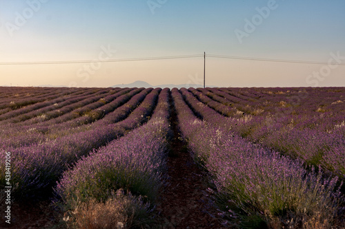 Lavender farmland at sunset with mountains and a lonely telephone pole. Selective focus.