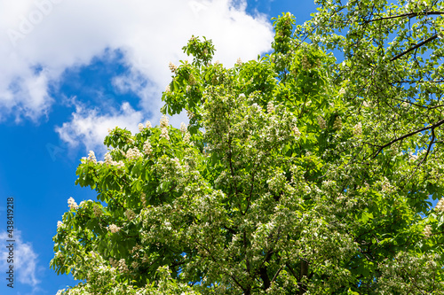 Foliage and flowers of chestnut  Aesculus hippocastanum . Blossoming chestnut tree. Chestnut flowers